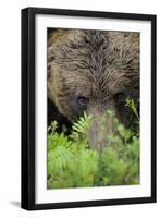 Eurasian Brown Bear (Ursus Arctos) Close-Up of Face, Suomussalmi, Finland, July-Widstrand-Framed Premium Photographic Print