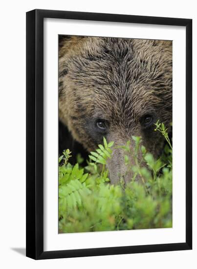 Eurasian Brown Bear (Ursus Arctos) Close-Up of Face, Suomussalmi, Finland, July-Widstrand-Framed Premium Photographic Print