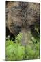 Eurasian Brown Bear (Ursus Arctos) Close-Up of Face, Suomussalmi, Finland, July-Widstrand-Mounted Premium Photographic Print