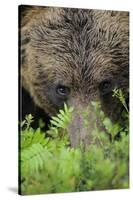 Eurasian Brown Bear (Ursus Arctos) Close-Up of Face, Suomussalmi, Finland, July-Widstrand-Stretched Canvas