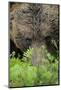 Eurasian Brown Bear (Ursus Arctos) Close-Up of Face, Suomussalmi, Finland, July-Widstrand-Mounted Premium Photographic Print