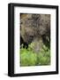 Eurasian Brown Bear (Ursus Arctos) Close-Up of Face, Suomussalmi, Finland, July-Widstrand-Framed Photographic Print