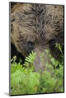 Eurasian Brown Bear (Ursus Arctos) Close-Up of Face, Suomussalmi, Finland, July-Widstrand-Mounted Photographic Print