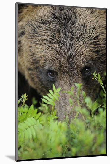 Eurasian Brown Bear (Ursus Arctos) Close-Up of Face, Suomussalmi, Finland, July-Widstrand-Mounted Photographic Print
