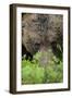 Eurasian Brown Bear (Ursus Arctos) Close-Up of Face, Suomussalmi, Finland, July-Widstrand-Framed Photographic Print