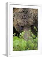 Eurasian Brown Bear (Ursus Arctos) Close-Up of Face, Suomussalmi, Finland, July-Widstrand-Framed Photographic Print