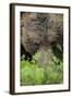 Eurasian Brown Bear (Ursus Arctos) Close-Up of Face, Suomussalmi, Finland, July-Widstrand-Framed Photographic Print