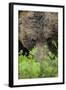 Eurasian Brown Bear (Ursus Arctos) Close-Up of Face, Suomussalmi, Finland, July-Widstrand-Framed Photographic Print