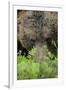 Eurasian Brown Bear (Ursus Arctos) Close-Up of Face, Suomussalmi, Finland, July-Widstrand-Framed Photographic Print