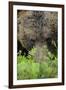 Eurasian Brown Bear (Ursus Arctos) Close-Up of Face, Suomussalmi, Finland, July-Widstrand-Framed Photographic Print