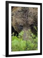 Eurasian Brown Bear (Ursus Arctos) Close-Up of Face, Suomussalmi, Finland, July-Widstrand-Framed Photographic Print