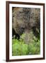 Eurasian Brown Bear (Ursus Arctos) Close-Up of Face, Suomussalmi, Finland, July-Widstrand-Framed Photographic Print