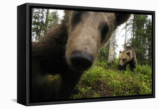 Eurasian Brown Bear (Ursus Arctos) Close Up of Nose While Investigates Remote Camera, Finland-Widstrand-Framed Stretched Canvas