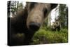 Eurasian Brown Bear (Ursus Arctos) Close Up of Nose While Investigates Remote Camera, Finland-Widstrand-Stretched Canvas