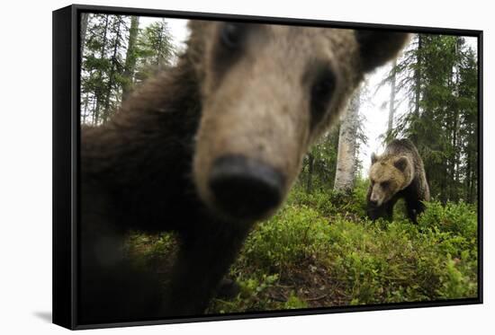 Eurasian Brown Bear (Ursus Arctos) Close Up of Nose While Investigates Remote Camera, Finland-Widstrand-Framed Stretched Canvas