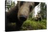 Eurasian Brown Bear (Ursus Arctos) Close Up of Nose While Investigates Remote Camera, Finland-Widstrand-Stretched Canvas