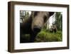 Eurasian Brown Bear (Ursus Arctos) Close Up of Nose While Investigates Remote Camera, Finland-Widstrand-Framed Premium Photographic Print