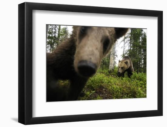 Eurasian Brown Bear (Ursus Arctos) Close Up of Nose While Investigates Remote Camera, Finland-Widstrand-Framed Premium Photographic Print