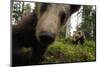 Eurasian Brown Bear (Ursus Arctos) Close Up of Nose While Investigates Remote Camera, Finland-Widstrand-Mounted Premium Photographic Print