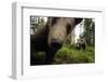 Eurasian Brown Bear (Ursus Arctos) Close Up of Nose While Investigates Remote Camera, Finland-Widstrand-Framed Photographic Print