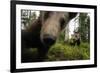 Eurasian Brown Bear (Ursus Arctos) Close Up of Nose While Investigates Remote Camera, Finland-Widstrand-Framed Photographic Print