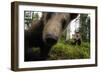 Eurasian Brown Bear (Ursus Arctos) Close Up of Nose While Investigates Remote Camera, Finland-Widstrand-Framed Photographic Print