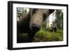 Eurasian Brown Bear (Ursus Arctos) Close Up of Nose While Investigates Remote Camera, Finland-Widstrand-Framed Photographic Print