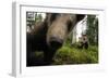 Eurasian Brown Bear (Ursus Arctos) Close Up of Nose While Investigates Remote Camera, Finland-Widstrand-Framed Photographic Print