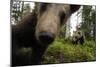 Eurasian Brown Bear (Ursus Arctos) Close Up of Nose While Investigates Remote Camera, Finland-Widstrand-Mounted Photographic Print