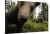 Eurasian Brown Bear (Ursus Arctos) Close Up of Nose While Investigates Remote Camera, Finland-Widstrand-Stretched Canvas
