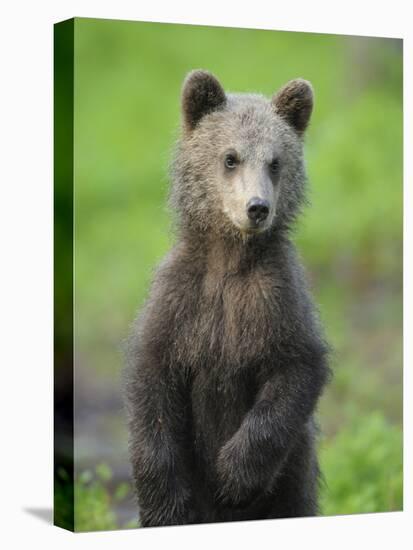 Eurasian Brown Bear (Ursus Arctos) Cub Portrait, Suomussalmi, Finland, July 2008-Widstrand-Stretched Canvas