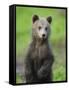 Eurasian Brown Bear (Ursus Arctos) Cub Portrait, Suomussalmi, Finland, July 2008-Widstrand-Framed Stretched Canvas