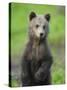 Eurasian Brown Bear (Ursus Arctos) Cub Portrait, Suomussalmi, Finland, July 2008-Widstrand-Stretched Canvas