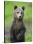 Eurasian Brown Bear (Ursus Arctos) Cub Portrait, Suomussalmi, Finland, July 2008-Widstrand-Stretched Canvas