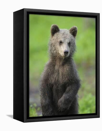 Eurasian Brown Bear (Ursus Arctos) Cub Portrait, Suomussalmi, Finland, July 2008-Widstrand-Framed Stretched Canvas