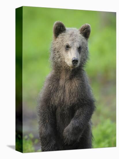 Eurasian Brown Bear (Ursus Arctos) Cub Portrait, Suomussalmi, Finland, July 2008-Widstrand-Stretched Canvas