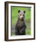 Eurasian Brown Bear (Ursus Arctos) Cub Portrait, Suomussalmi, Finland, July 2008-Widstrand-Framed Photographic Print