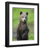 Eurasian Brown Bear (Ursus Arctos) Cub Portrait, Suomussalmi, Finland, July 2008-Widstrand-Framed Photographic Print