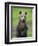 Eurasian Brown Bear (Ursus Arctos) Cub Portrait, Suomussalmi, Finland, July 2008-Widstrand-Framed Photographic Print