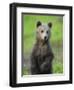 Eurasian Brown Bear (Ursus Arctos) Cub Portrait, Suomussalmi, Finland, July 2008-Widstrand-Framed Photographic Print