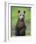 Eurasian Brown Bear (Ursus Arctos) Cub Portrait, Suomussalmi, Finland, July 2008-Widstrand-Framed Photographic Print