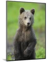 Eurasian Brown Bear (Ursus Arctos) Cub Portrait, Suomussalmi, Finland, July 2008-Widstrand-Mounted Photographic Print