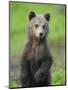 Eurasian Brown Bear (Ursus Arctos) Cub Portrait, Suomussalmi, Finland, July 2008-Widstrand-Mounted Photographic Print