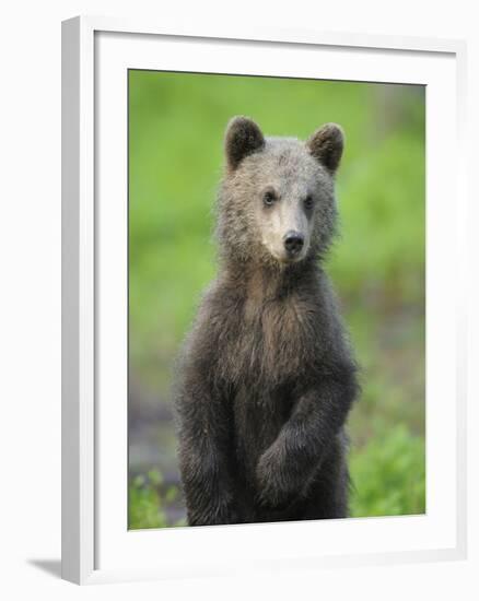 Eurasian Brown Bear (Ursus Arctos) Cub Portrait, Suomussalmi, Finland, July 2008-Widstrand-Framed Photographic Print