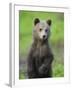 Eurasian Brown Bear (Ursus Arctos) Cub Portrait, Suomussalmi, Finland, July 2008-Widstrand-Framed Photographic Print