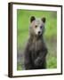 Eurasian Brown Bear (Ursus Arctos) Cub Portrait, Suomussalmi, Finland, July 2008-Widstrand-Framed Photographic Print