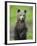 Eurasian Brown Bear (Ursus Arctos) Cub Portrait, Suomussalmi, Finland, July 2008-Widstrand-Framed Photographic Print