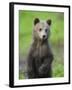 Eurasian Brown Bear (Ursus Arctos) Cub Portrait, Suomussalmi, Finland, July 2008-Widstrand-Framed Photographic Print