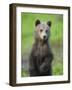 Eurasian Brown Bear (Ursus Arctos) Cub Portrait, Suomussalmi, Finland, July 2008-Widstrand-Framed Photographic Print