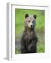 Eurasian Brown Bear (Ursus Arctos) Cub Portrait, Suomussalmi, Finland, July 2008-Widstrand-Framed Photographic Print